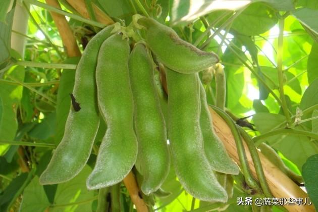 菜豆、豇豆、扁豆、四季豆……强大的豆角家族，它们到底谁是谁？