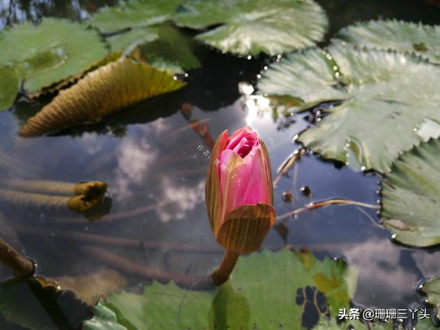 广州有一座“被当做公园”的寺庙，曾经能眺望珠江，参观无门票