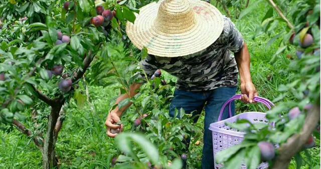 龙滩珍珠李——酷似串串珍珠，故取名珍珠李