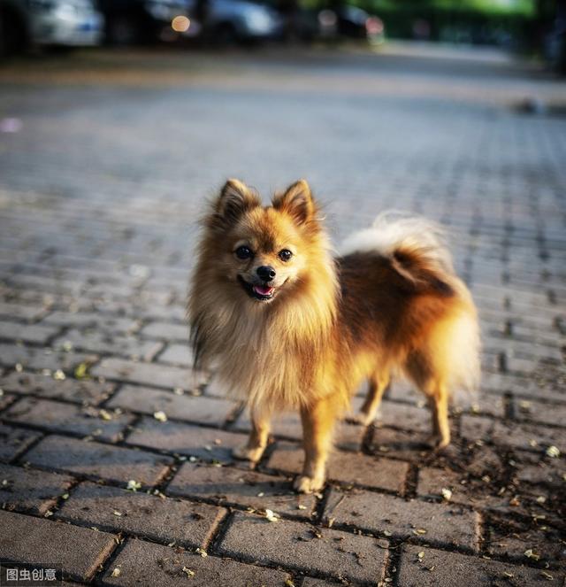 博美有哪些品种，曾是维多利亚女王最爱的品种？