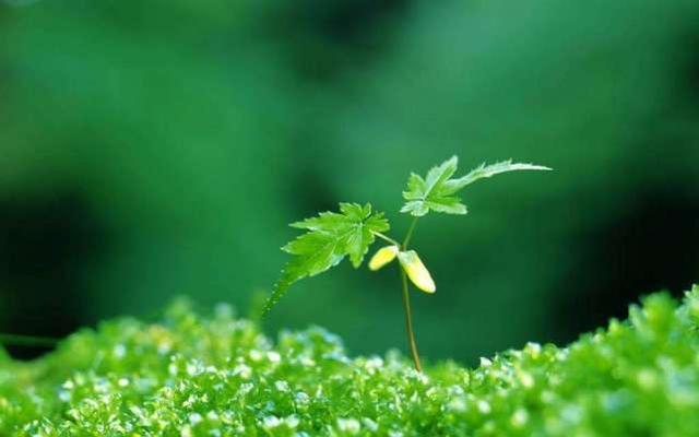 植物命名的“规律”它的俗名五花八门，各种奇怪的命名方式