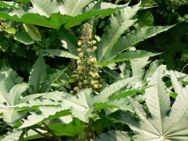 植物命名的“规律”它的俗名五花八门，各种奇怪的命名方式