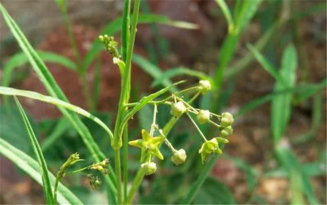 植物命名的“规律”它的俗名五花八门，各种奇怪的命名方式