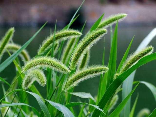 植物命名的“规律”它的俗名五花八门，各种奇怪的命名方式