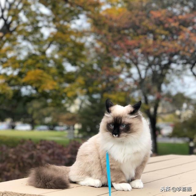 布偶猫可能上辈子都是小天使，才会被派来人间负责治愈铲屎官！