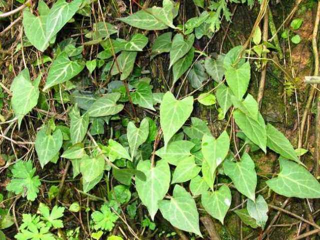 植物命名的“规律”它的俗名五花八门，各种奇怪的命名方式