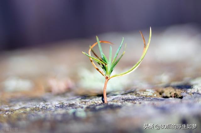 夹缝中挣扎的托管中心，该何去何从？