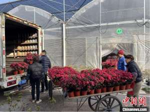 （新春走基层）万紫千红春满园 浙江嘉善杜鹃花扮靓全国“开门红”