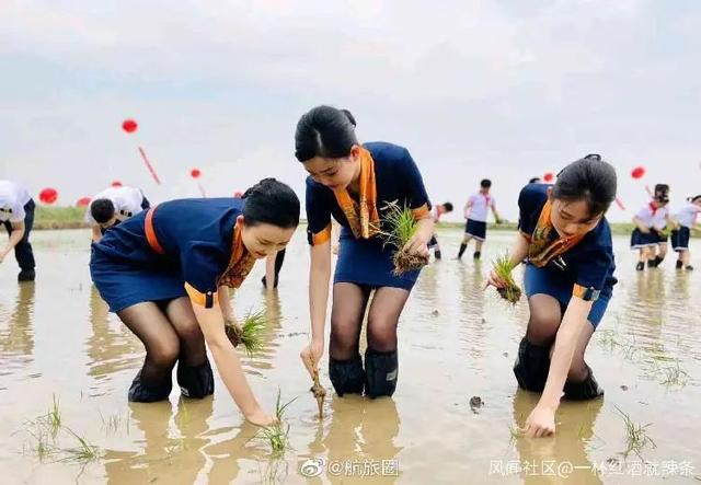 画面辣眼睛！空姐穿制服下田插秧，遭网友集体质疑