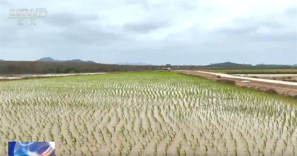 全国春季田管和春耕备耕“新新”向荣 科技赋能织就“智慧”春景