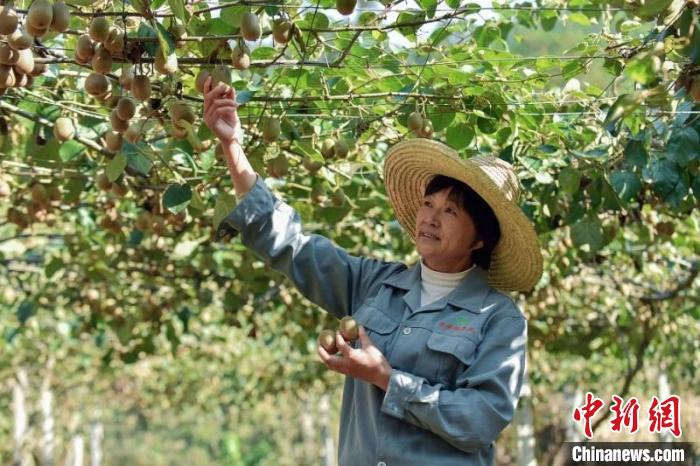 （乡村行·看振兴）安徽休宁：“小”猕猴桃种出“大”产业链